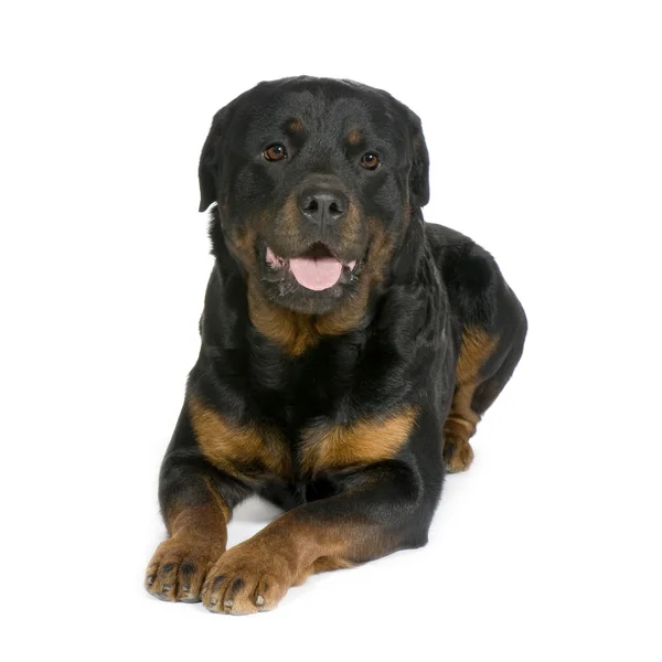 Rottweiler (3 anos ) — Fotografia de Stock