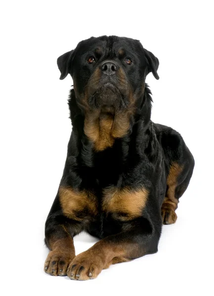 Rottweiler (3 anos ) — Fotografia de Stock