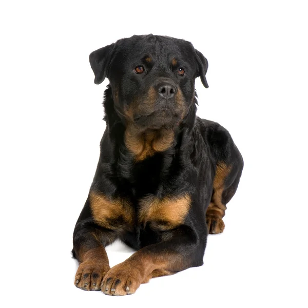 罗特韦尔犬 (3 年) — 图库照片