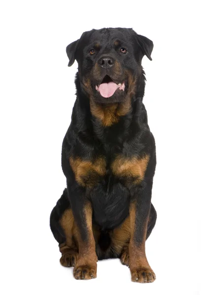 Rottweiler (3 anni ) — Foto Stock