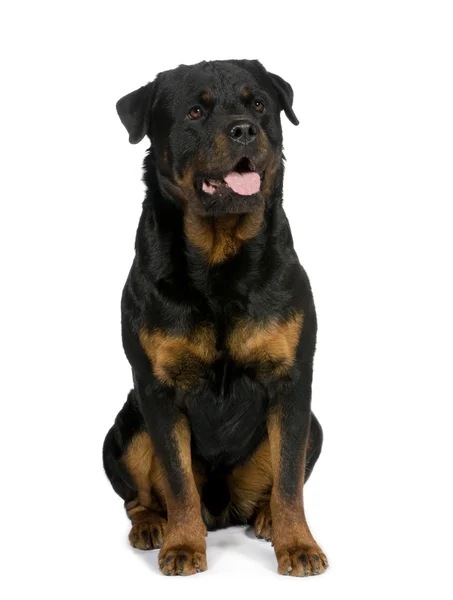 Rottweiler (3 years) — Stock Photo, Image