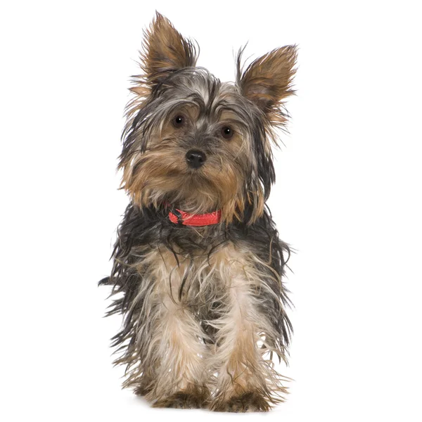Yorkshire Terrier (5 months) — Stock Photo, Image