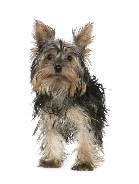 Yorkshire Terrier (5 months) — Stock Photo, Image