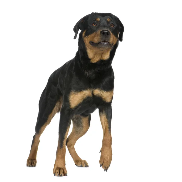 罗特韦尔犬 (2 年) — 图库照片