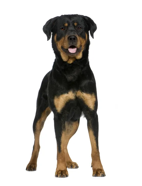 Rottweiler (2 años) ) — Foto de Stock