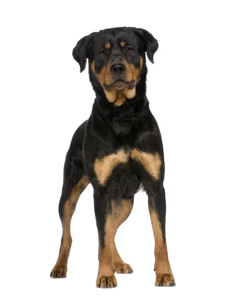 Rottweiler (2 anos ) — Fotografia de Stock