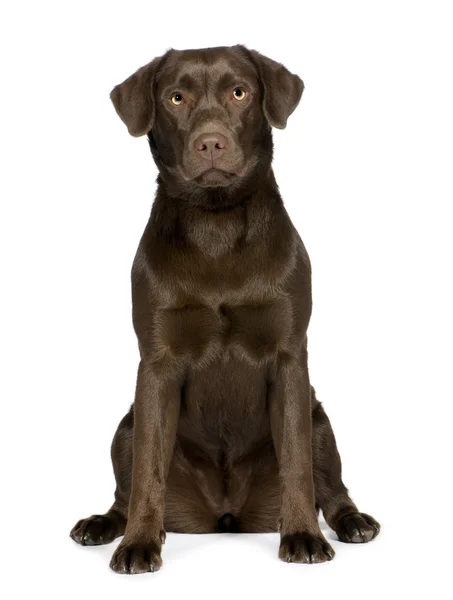 Labrador (8 maanden) — Stockfoto