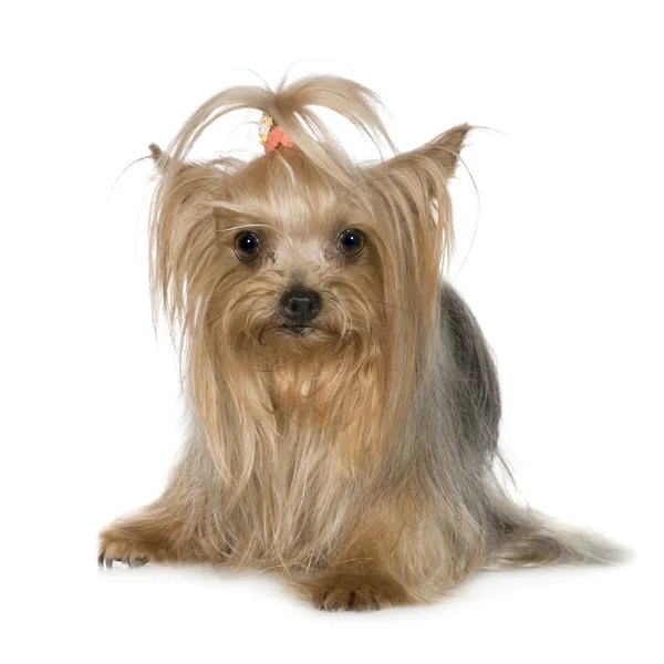 Yorkshire Terrier (3 ans ) — Photo