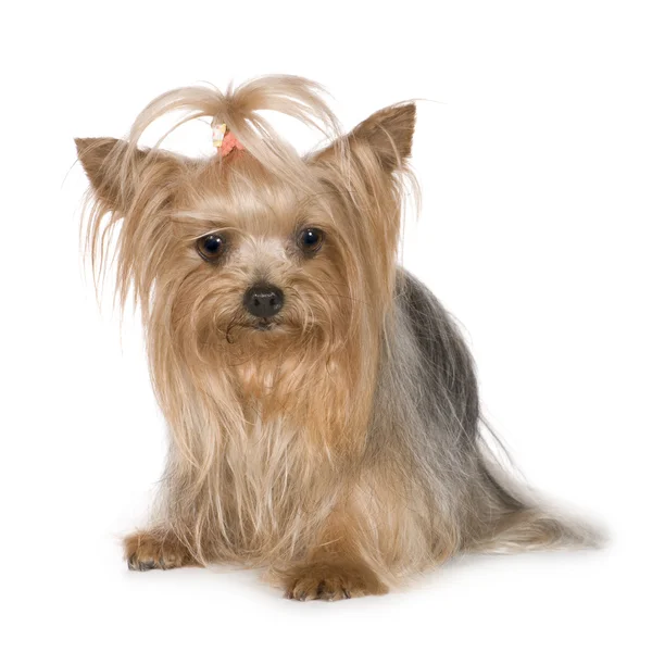 Yorkshire Terrier (3 anni ) — Foto Stock