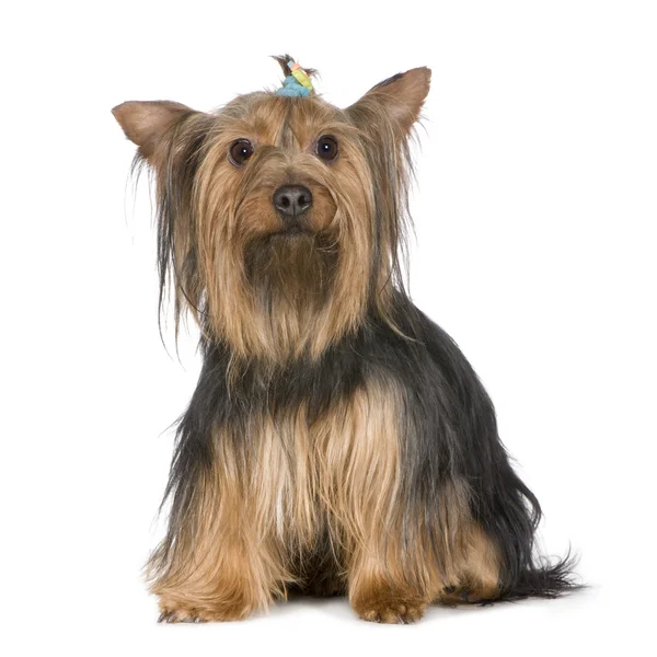 Yorkshire Terrier (9 anni ) — Foto Stock