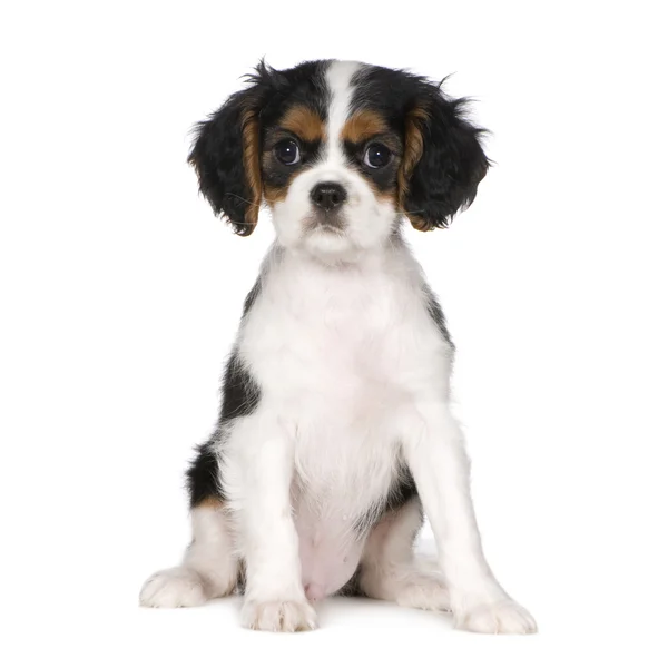 Cavalier King Charles Spaniel (3,5 months) — Stock Photo, Image