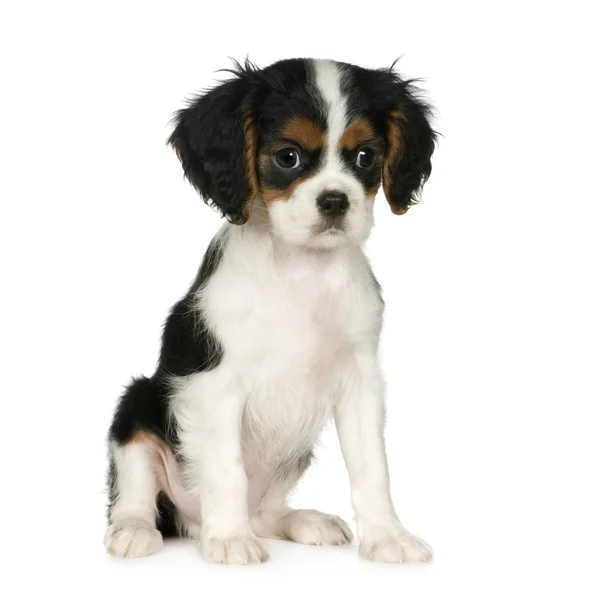 Cavalier King Charles Spaniel (3,5 months) — Stock Photo, Image