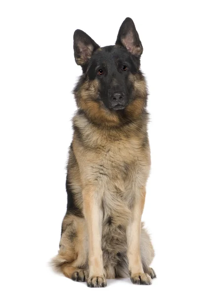 Немецкая овчарка (2 года) эльзасская, собака полицейская — стоковое фото