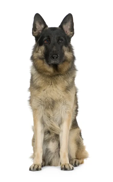 Pastore tedesco (2 anni) alsaziano, cane poliziotto — Foto Stock