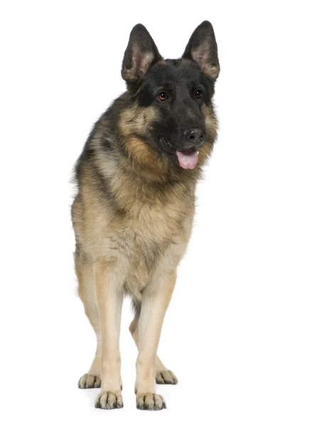 Alsatian, polis köpeği, Alman çoban köpeği (2 yıl) — Stok fotoğraf