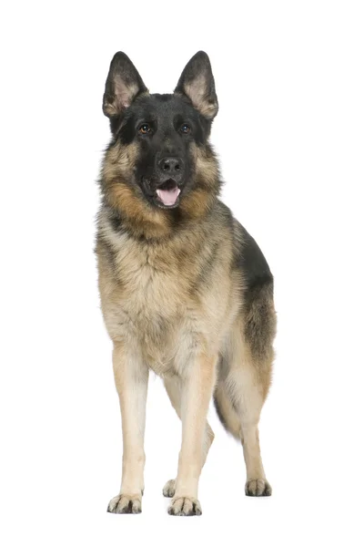 Schäfer (2 år) elsassiska, polishund — Stockfoto