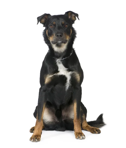 Crossbreed Beauceron (18 months) — Stock Photo, Image