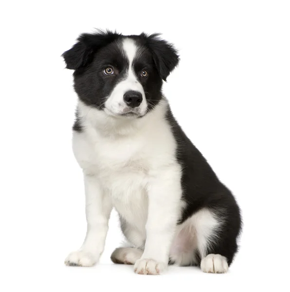 Border Collie Puppy — Stock Photo, Image