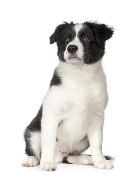 stock image Border Collie Puppy