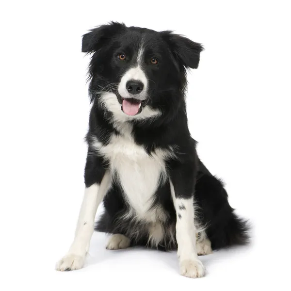 Border Collie (9 months) — Stock Photo, Image