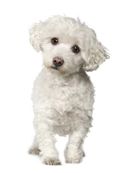 Cão maltês (10 anos ) — Fotografia de Stock