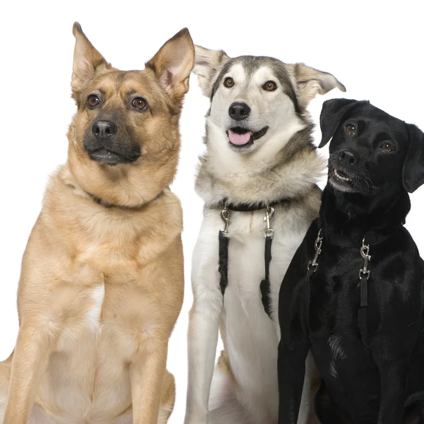 Drei Mischlingshunde — Stockfoto