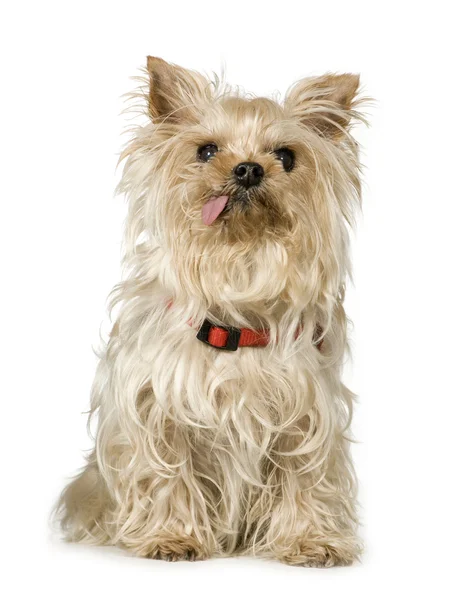 Yorkshire Terrier (13 anni ) — Foto Stock
