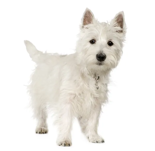 Δυτικά Highland λευκού σκύλου (5 μήνες) — Φωτογραφία Αρχείου