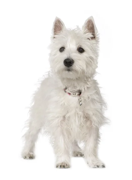 West Highland White Terrier (5 Monate)) — Stockfoto