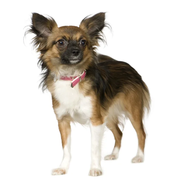 Long Haired Chihuahua — Stock Photo, Image