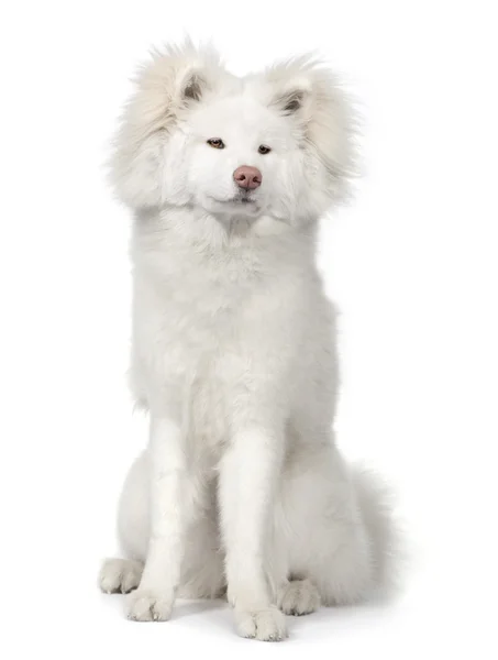 長い髪の秋田犬 (9 ヶ月) — ストック写真
