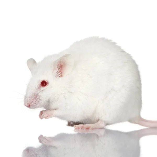 Witte muis — Stockfoto