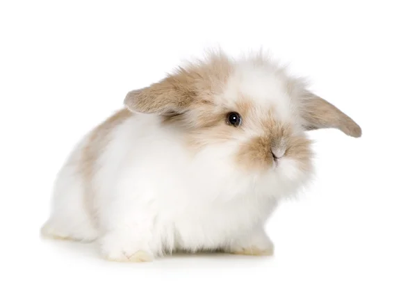 Genç tavşan — Stok fotoğraf
