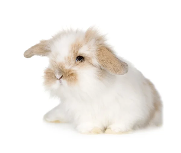 Młodego królika — Zdjęcie stockowe