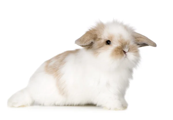 Young Rabbit — Stock Photo, Image