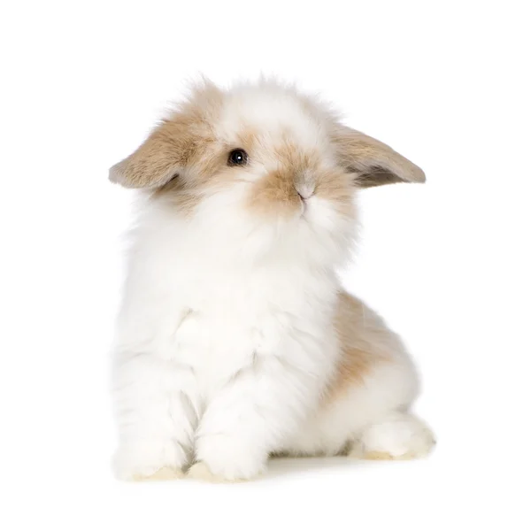 Молодой кролик — стоковое фото