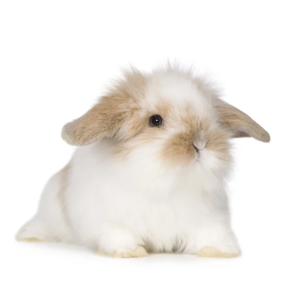 年轻的兔 — 图库照片