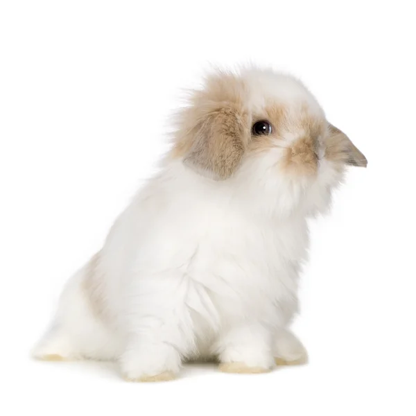 Conejo joven — Foto de Stock