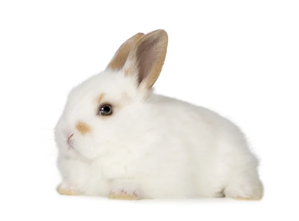 Junges Kaninchen — Stockfoto