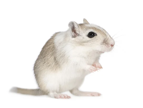 Bir fare — Stok fotoğraf