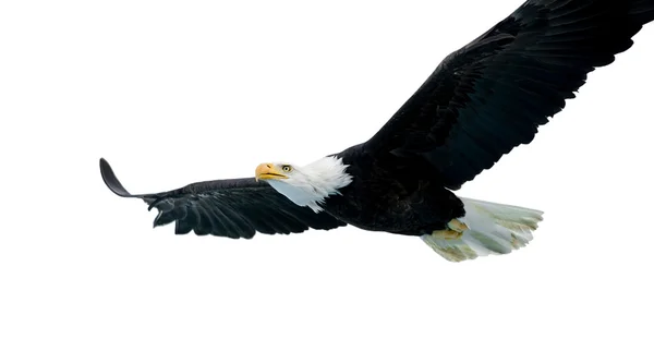 Águila calva (22 años ) —  Fotos de Stock