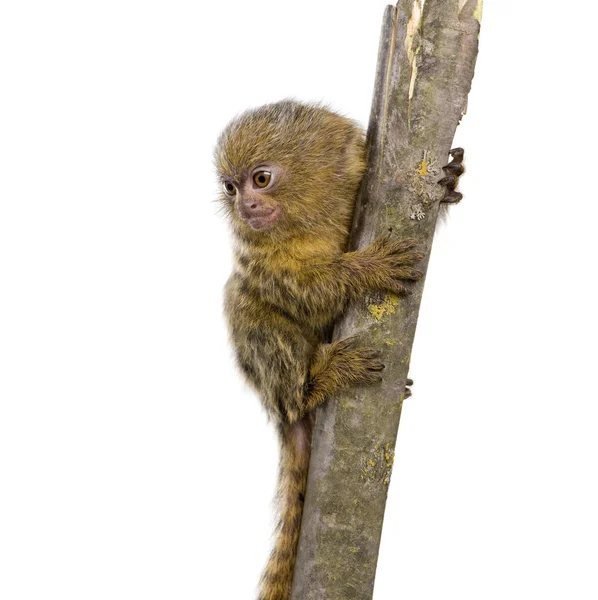 Pygmejové Kosman (5 týdnů) - (Callithrix) Callithrix pygmaea — Stock fotografie