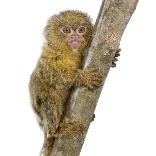 stock image Pygmy Marmoset (5 weeks) - Callithrix (Cebuella) pygmaea