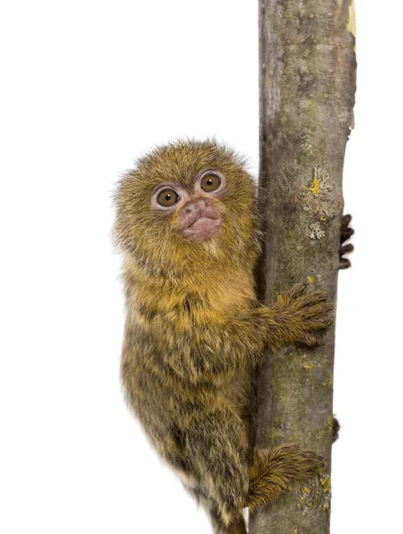 stock image Pygmy Marmoset (5 weeks) - Callithrix (Cebuella) pygmaea