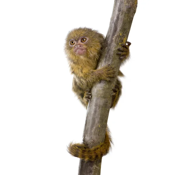 Pigmeu Marmoset (5 semanas) - Callithrix (Cebuella) pygmaea — Fotografia de Stock
