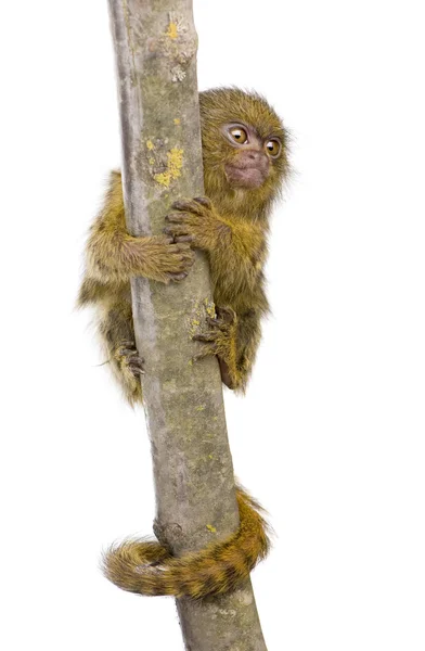 Pygmy Marmoset (5 weeks) - Callithrix (Cebuella) pygmaea — Stock Photo, Image