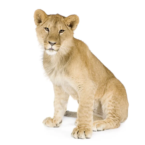 Lion ourson (8 mois ) — Photo