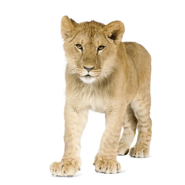 Lion cub (8 maanden) — Stockfoto