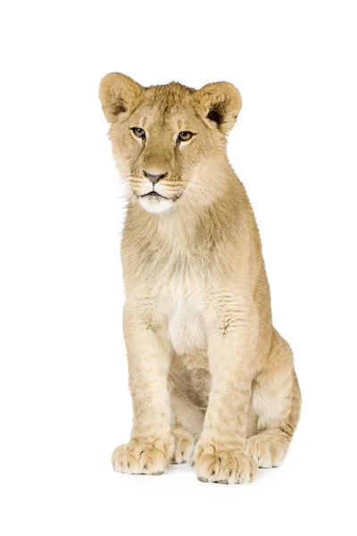 Lion ourson (8 mois ) — Photo