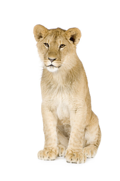 Lion cub (8 months)